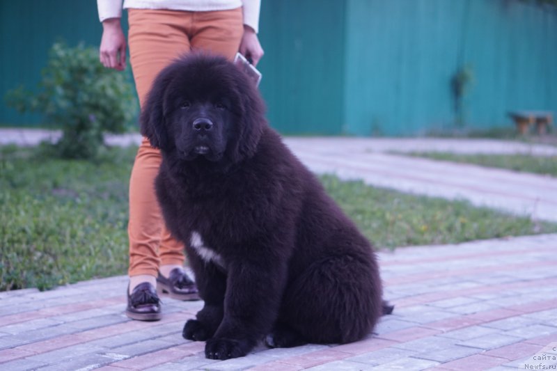 Фото: ньюфаундленд Акватория Келвин Лаврентий