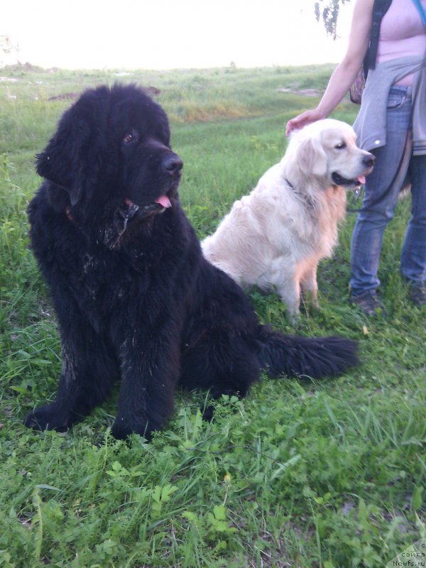 Фото: ньюфаундленд Блэк Даймонд из Аркаима