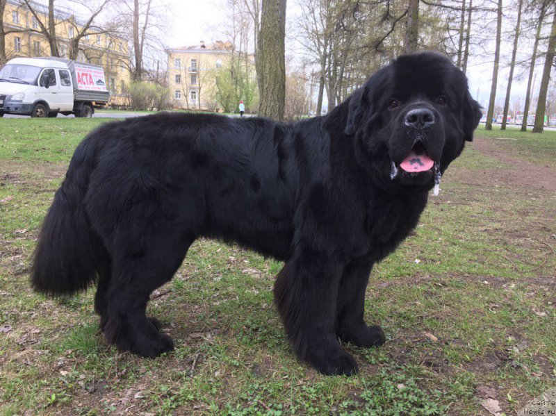 Фото: ньюфаундленд Белкондер-Клаб Бургунди Айс (Belkonder-Club Burgundy Ice)