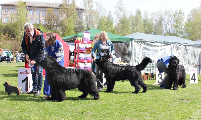 Фото: ньюфаундленд Смигар Танго ин зе Найт (Smigar Tango in the Night), ньюфаундленд Плюшевая Панда Далморе (Plushevaya Panda Dalmore), ньюфаундленд Модильяни из Антаграда (Modiliani is Antagrada)