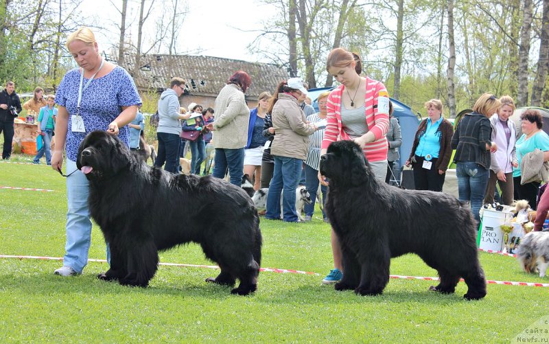 Фото: ньюфаундленд Дар Свезы Сии Энд Эдмире, ньюфаундленд Акватория Келвин Флэш Ройал (Aquatoriya Kelvin Flash Royal)