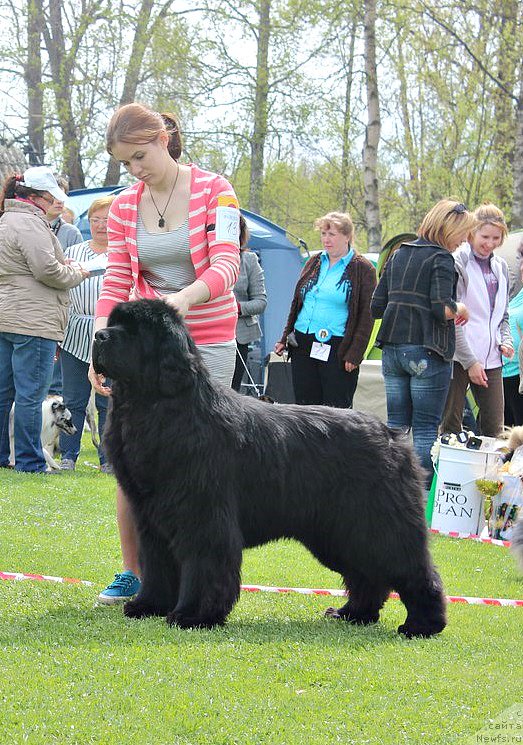 Фото: ньюфаундленд Акватория Келвин Флэш Ройал (Aquatoriya Kelvin Flash Royal)