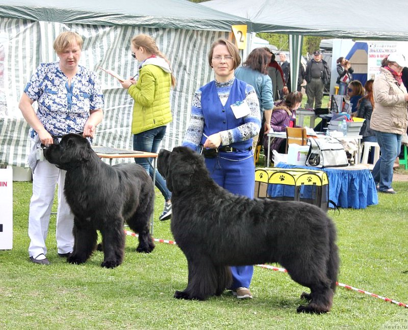 Фото: ньюфаундленд Бегущая по Волнам Вицерой (Beguschaya po Volnam Viceroy), ньюфаундленд Смигар Танго ин зе Найт (Smigar Tango in the Night)