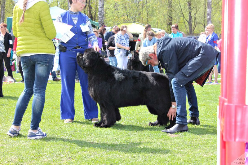 Фото: ньюфаундленд Смигар Танго ин зе Найт (Smigar Tango in the Night)