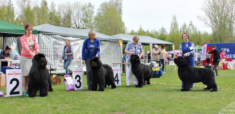Фото: ньюфаундленд Акватория Келвин Флэш Ройал (Aquatoriya Kelvin Flash Royal), ньюфаундленд Смигар Агдай Виртус (Smigar Agday Virtus), ньюфаундленд Бегущая по Волнам Вицерой (Beguschaya po Volnam Viceroy), ньюфаундленд Смигар Танго ин зе Найт (Smigar Tango in the Night)