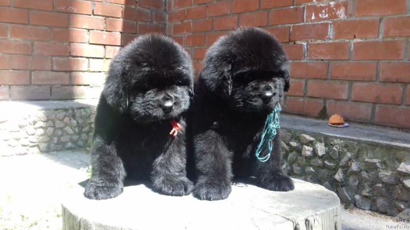 Фото: ньюфаундленд Супер Премиум Эскабаро Пабло, ньюфаундленд Супер Премиум Эдинбург