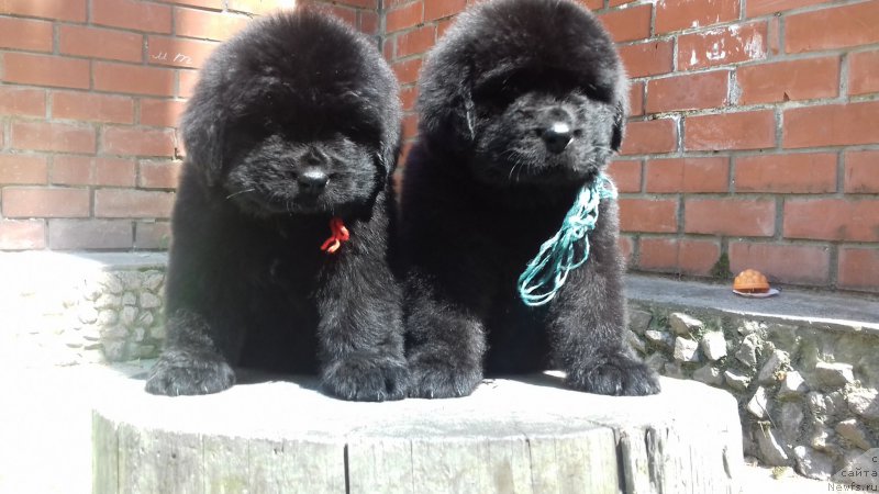 Фото: ньюфаундленд Супер Премиум Эскабаро Пабло, ньюфаундленд Супер Премиум Эдинбург