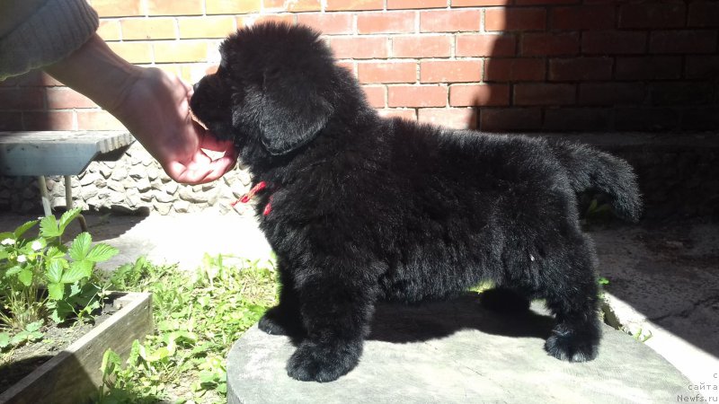 Фото: ньюфаундленд Супер Премиум Эскабаро Пабло