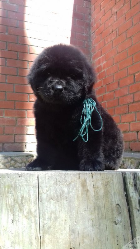 Фото: ньюфаундленд Супер Премиум Эдинбург