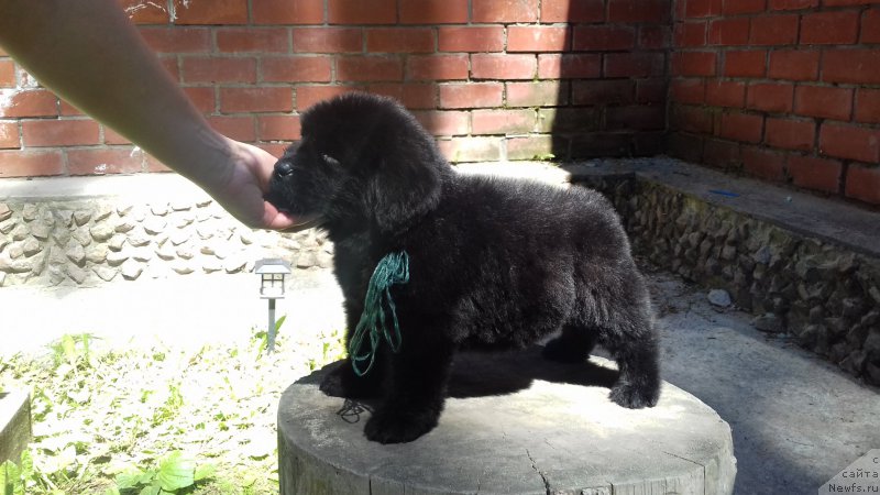 Фото: ньюфаундленд Супер Премиум Эдинбург