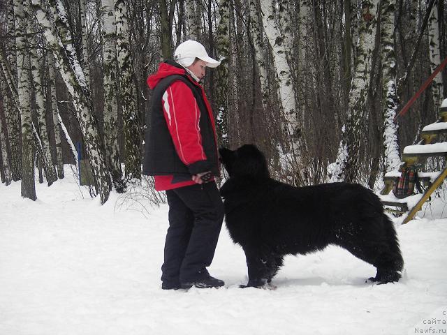 Фото: Галя, ньюфаундленд Масяня Гранд Бэби