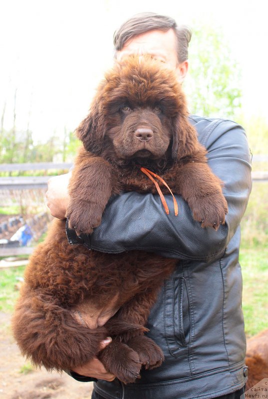 Фото: ньюфаундленд Браунблад МСК Донна Голди