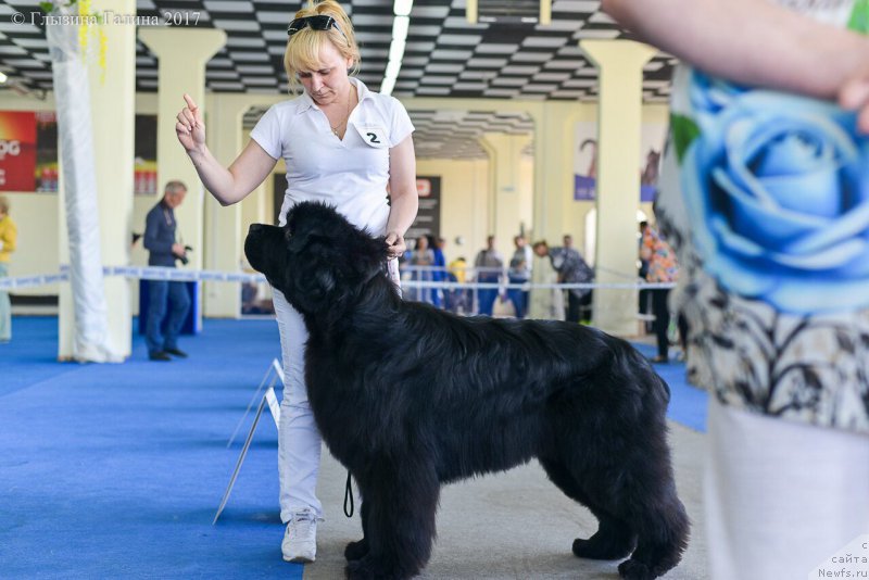 Фото: ньюфаундленд Ньюфорт Астон Мартин для С'Нежной Вьюги