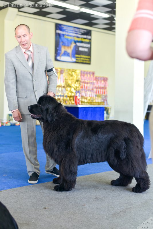 Фото: ньюфаундленд Дэнсинг Баттерфлай из Аркаима (Dancing Butterfly iz Arkaima)