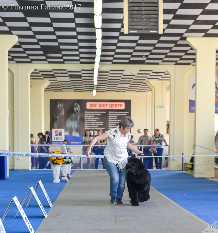 Фото: ньюфаундленд С'Нежная Вьюга Венто Ди Фиори (S'Nezhnaya Vjuga Vento Di Fiori)