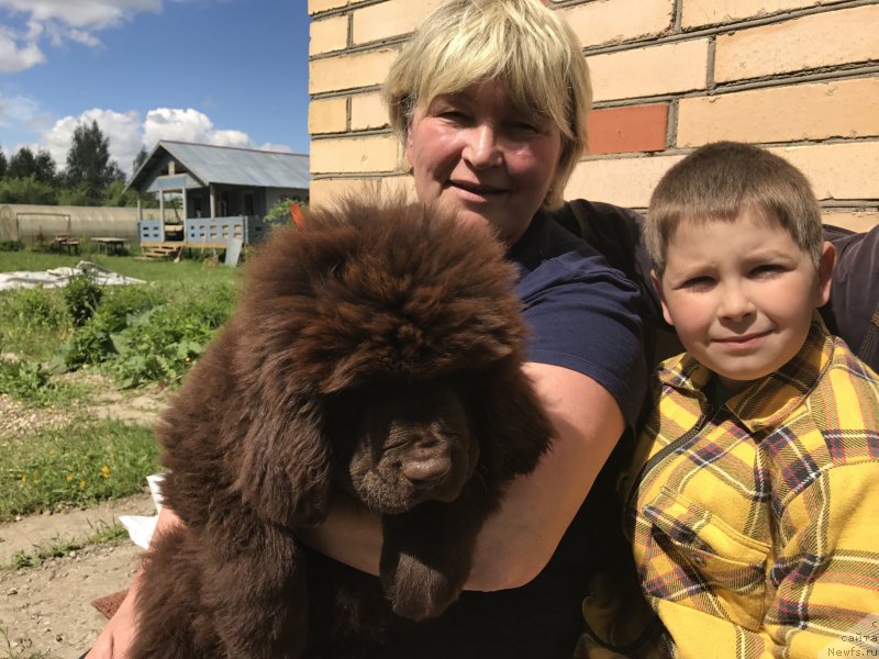 Фото: ньюфаундленд Браунблад МСК Донна Голди