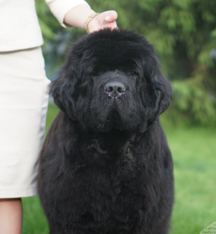 Фото: ньюфаундленд Акватория Келвин Юз оф Мэджик Спирит (Aquatoriya Kelvin Yuse of Magic Spirit)