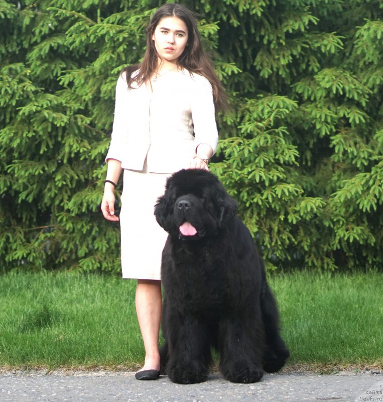 Фото: ньюфаундленд Акватория Келвин Юз оф Мэджик Спирит (Aquatoriya Kelvin Yuse of Magic Spirit)