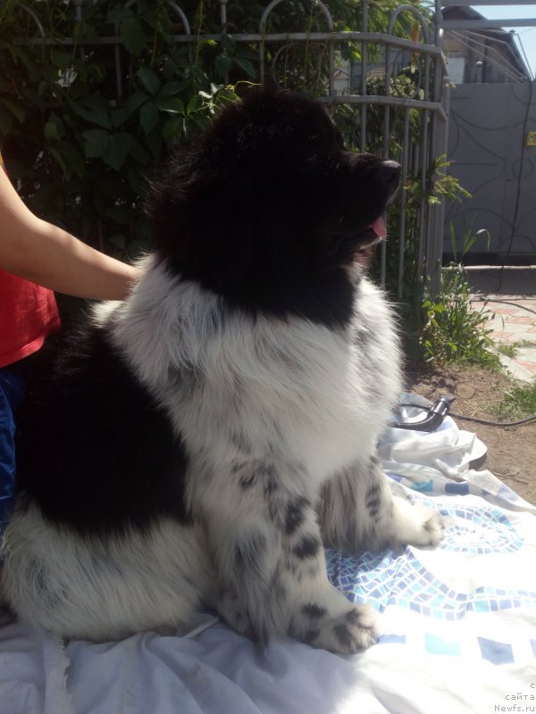 Фото: ньюфаундленд Варгас Де Ла Масса Армандо (Vargas de la Massa Armando)