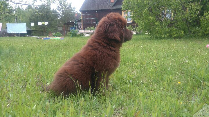 Фото: ньюфаундленд Браунблад МСК Двайт Гарнет