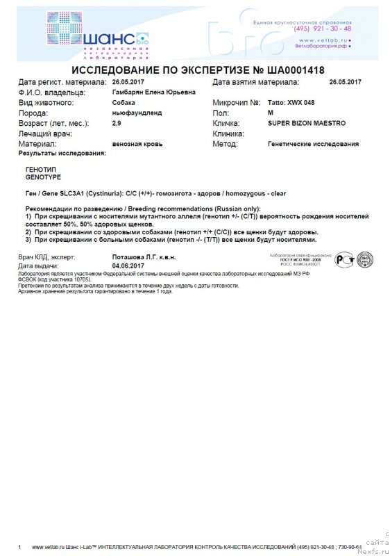 Фото: ньюфаундленд Супер Бизон Маэстро (Super Bizon Maestro)