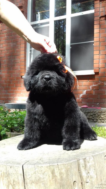 Фото: ньюфаундленд Супер Премиум Элеганс (Super Premium Elegans)