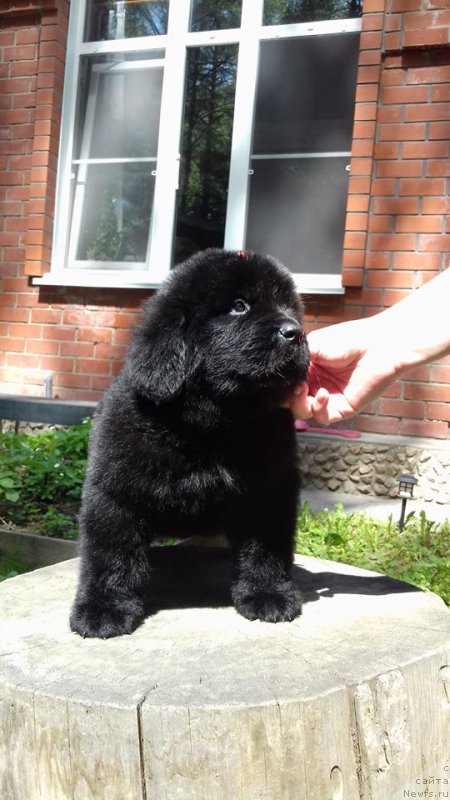 Фото: ньюфаундленд Супер Премиум Элеганс (Super Premium Elegans)