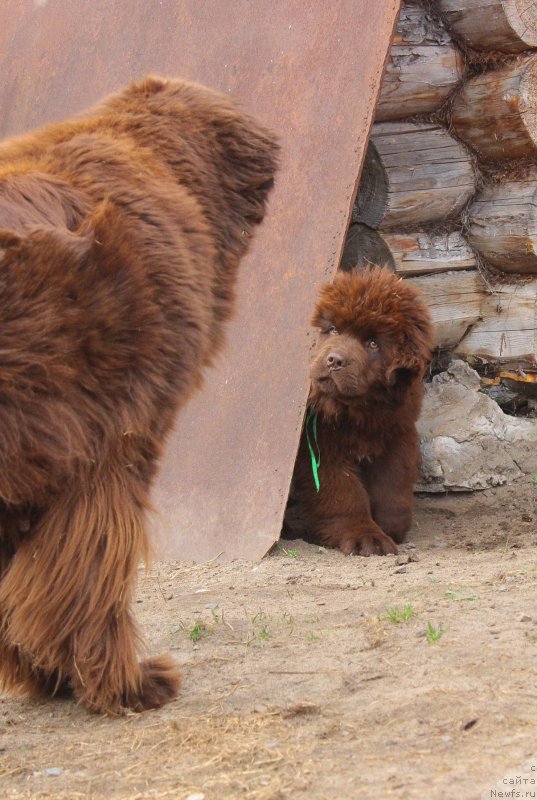 Фото: ньюфаундленд Браунблад МСК Джой Орсон