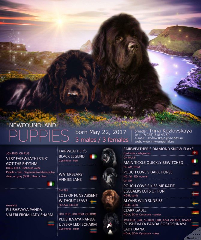 Фото: ньюфаундленд Плюшевая Панда Валери от Леди Шарм (Plushevaya Panda Valeri from Lady Sharm)