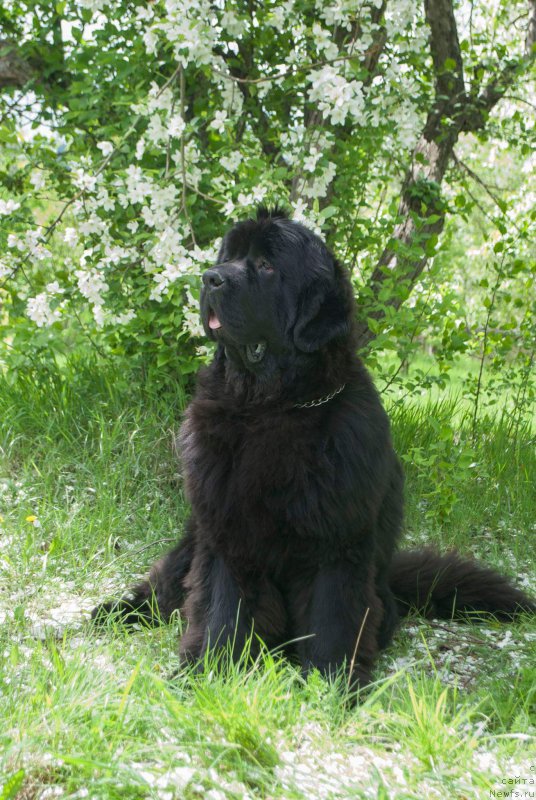 Фото: ньюфаундленд Супер Премиум Цюрих для Кипер Соул (Super Premium Zurich for Keeper Soul)