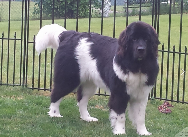 Фото: ньюфаундленд Ванджелис Эврика Бриллиант Поморья