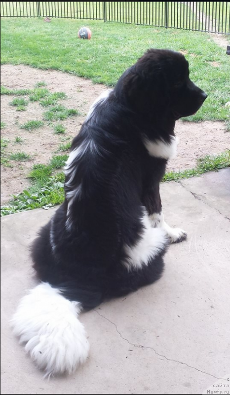 Фото: ньюфаундленд Ванджелис Эврика Бриллиант Поморья