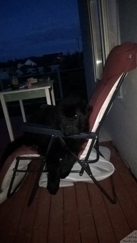 Фото: ньюфаундленд Инфант Форева Янг