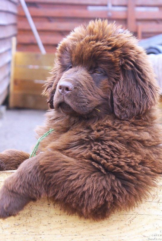 Фото: ньюфаундленд Браунблад МСК Дрими Эйн (Brownblood MSK Drimi Ein)