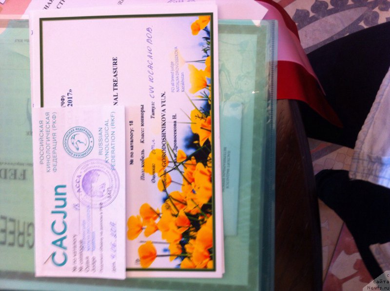 Фото: ньюфаундленд Уотертон-Лейкс Беар Нейшнл Треже (Waterton-Lakes Bear National Treasure)