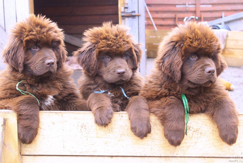 Фотография № 225756