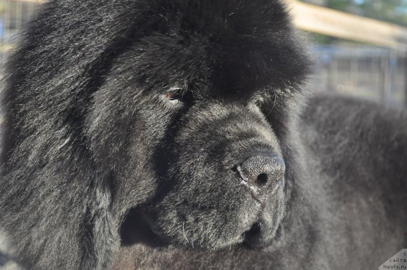 Фото: ньюфаундленд Avalon Beys Apple Jam Toptyzhka