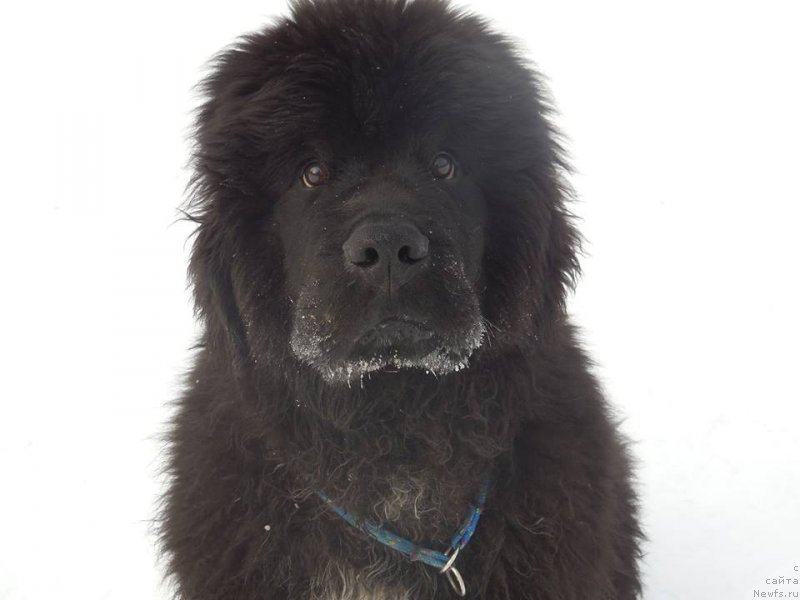 Фото: ньюфаундленд Avalon Beys Apple Jam Toptyzhka