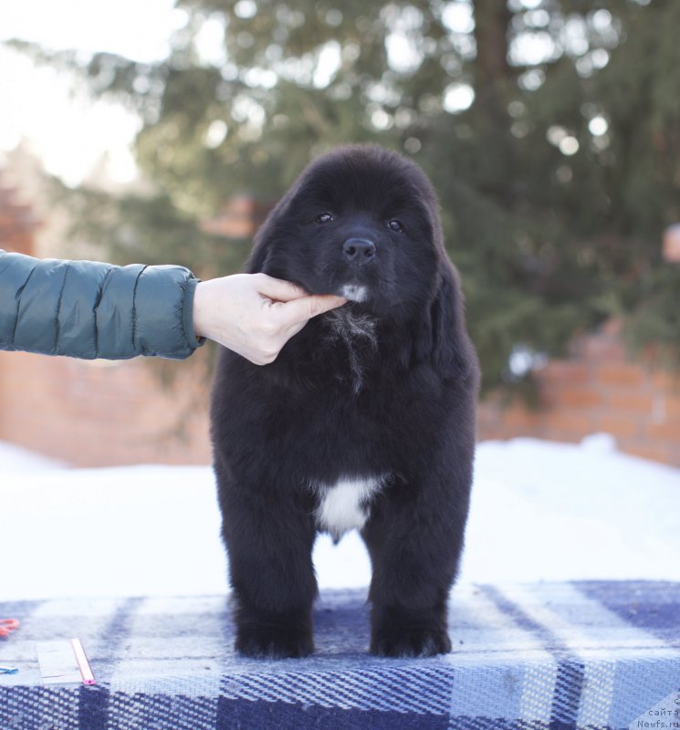 Фото: ньюфаундленд Акватория Келвин Лютиэн Тинувиэль