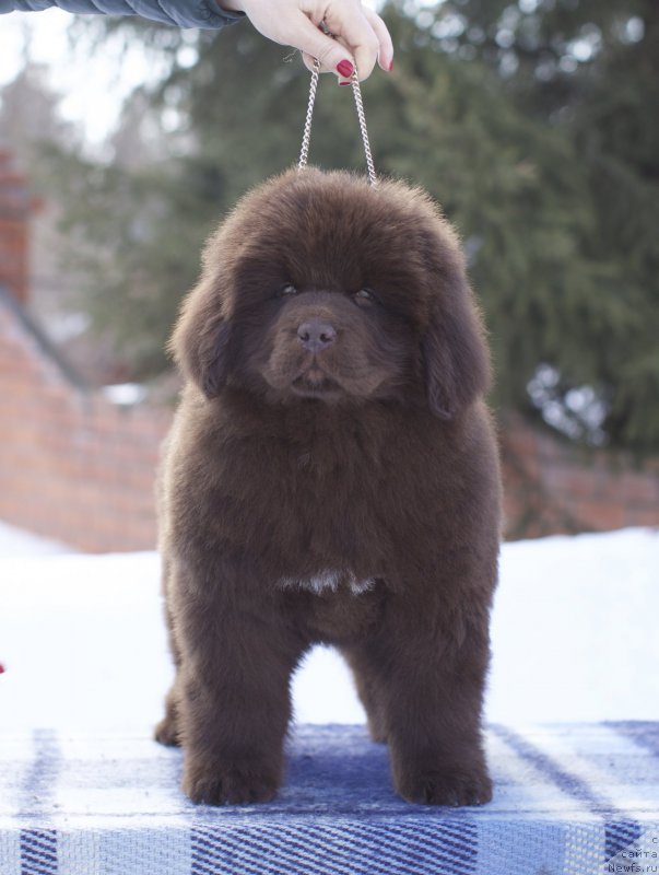 Фото: ньюфаундленд Акватория Келвин Конгениал Амбер Дансинг Мун (Aquatoriya Kelvin Kongenial Amber Dancing Moon)
