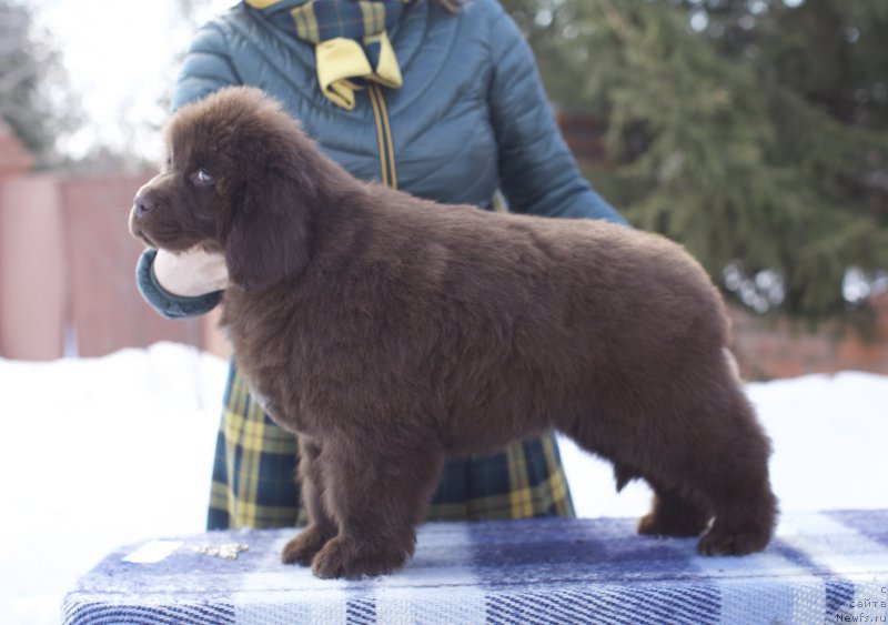 Фото: ньюфаундленд Акватория Келвин Конгениал Амбер Дансинг Мун (Aquatoriya Kelvin Kongenial Amber Dancing Moon)