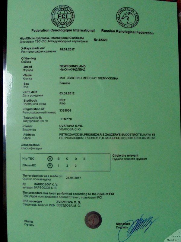 Фото: ньюфаундленд Маг Исполин Морская Жемчужина