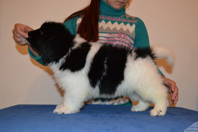 Фотография № 225770