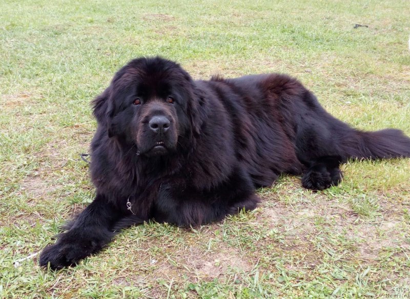 Фото: ньюфаундленд Румба Сильвия Бел Вэстро