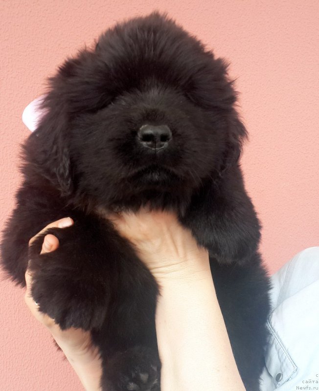 Фото: ньюфаундленд Для Альфы Дароксовая