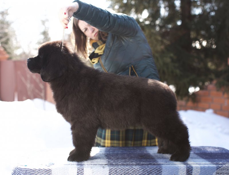 Фото: ньюфаундленд Акватория Келвин Командор, 2 месяца
