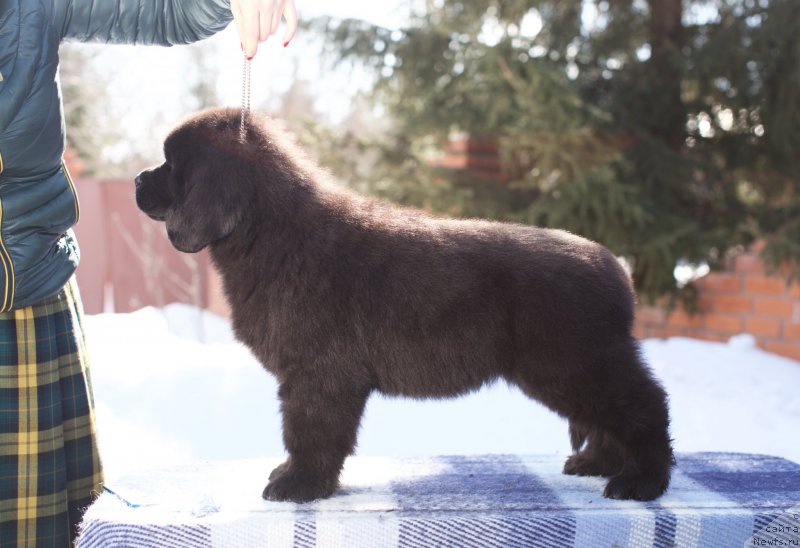 Фото: ньюфаундленд Акватория Келвин Командор, 2 месяца