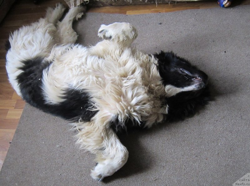 Фото: ньюфаундленд Водограй от Карельских Медведей