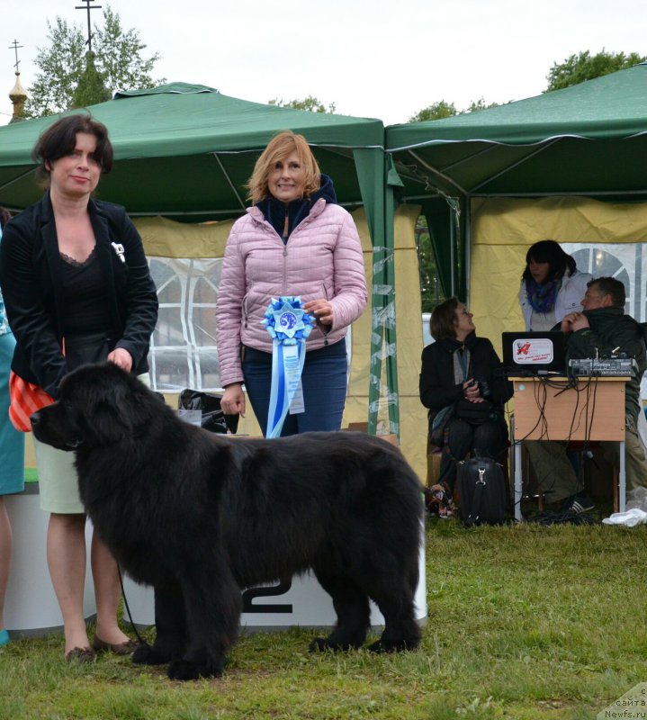 Фото: ньюфаундленд Румба Сильвия Бел Вэстро, Людмила Окомелкова