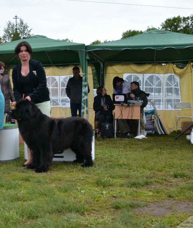 Фото: ньюфаундленд Румба Сильвия Бел Вэстро